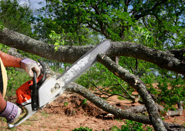 Woodland Hills, UT  Tree Services Company